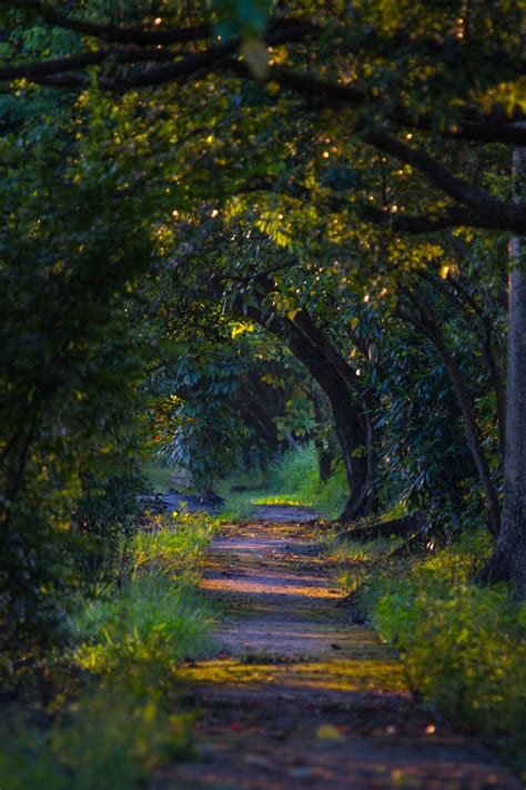 Photograph Peaceful Path By Chris Wong On 500px Lovers Lane Belle