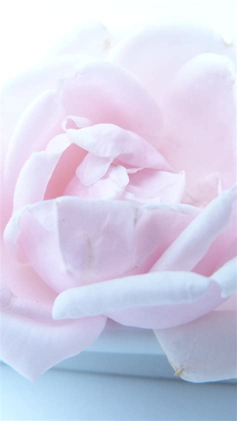 Ultra Hd Gentle Rose Wallpaper For Your Mobile Phone 0110