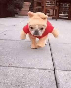 French bulldogs like water, they just cannot swim in it without a jacket in most cases. Make Me Laugh Wednesday: Dog gifs - Chris Cannon