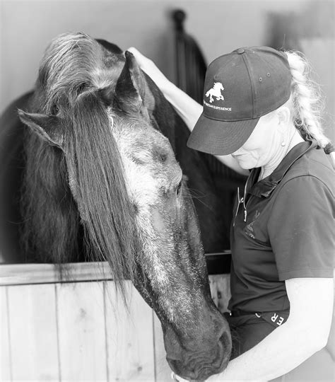 The Friesian Experience Cartmel