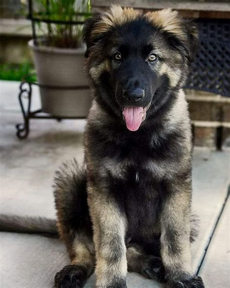 German shepherd puppies are usually playful, but their royal stature will never lessen. Purebred German Shepherd Puppies For Adoption | Top Dog ...