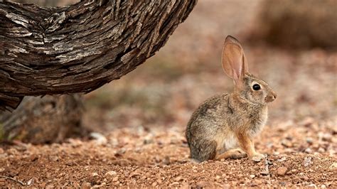 Wallpaper Fluffy Rabbit Hare Big Ears