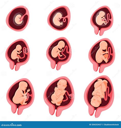 Human Embryonic Development Nine Month Stage Set Stock Vector