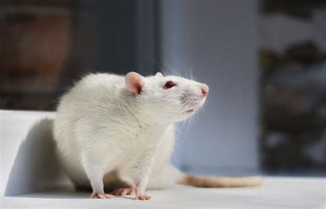 Albino Rats 18 Amazing Facts About These White Rats Pet Keen