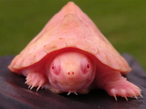 Absolutely Stunning Albino Turtle One Of The Rarest In The World