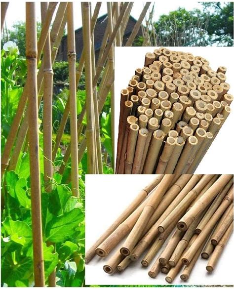 2ft 4ft Heavy Duty Canes Bamboo Garden Plant Support Thick Stakes