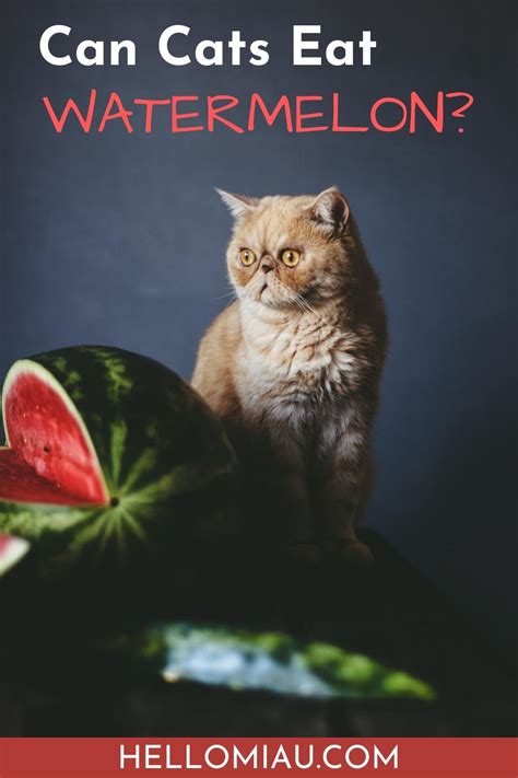 Allowing your cat to eat watermelon is a smart way for her to increase her water intake. Blog - Hello Miau