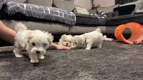 Maltese Puppies 7 Weeks Old Litter 1 Youtube