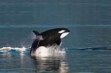 Alaskan Whale Cruise Photos