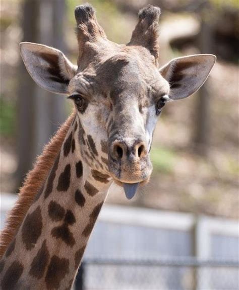 Giraffe Dies After Breaking Neck Getting Stuck In Zoo Enclosure Gate