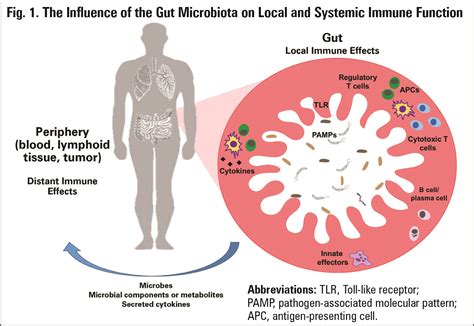 The Role Of Gut Microbes In Response To Immunotherapy