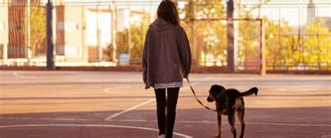 Can Dogs Walk Backwards 4 Reasons Your Dog Does This Keepingdog