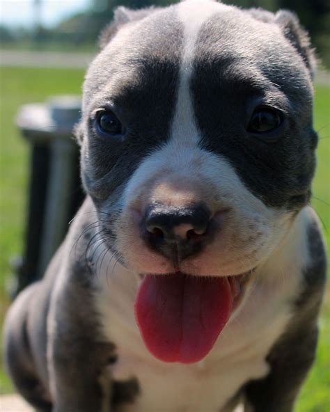 Unlike the american staffordshire terrier, they are allowed nose leather of any color. Blue Nose Pitbull Puppies For Sale Near Me Craigslist - Animal Friends