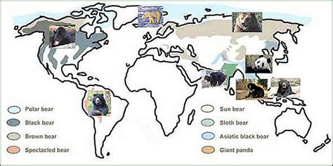 Abes Animals Range Map For Each Bear Species