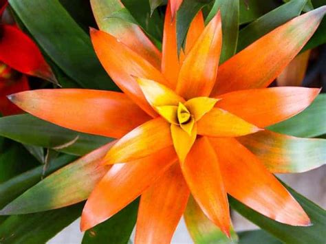 How Long Can Bromeliads Live Read This First Leafyjournal