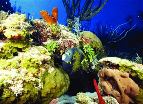 Coral Reefs Are Highly Productive Ecosystems And Principal Contributors