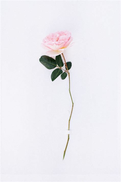 Dope Rose Dope Flowers Hd Phone Wallpaper Pxfuel