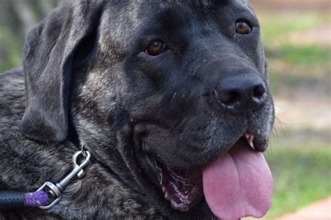 The North American Mastiff A Detailed Look Into This Gentle Giant