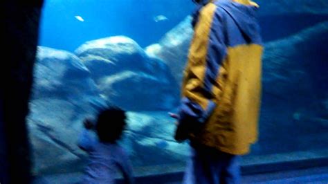 Shark Tunnel At Adventure Aquarium Youtube