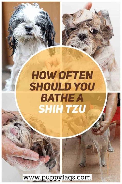 Why Does My Shih Tzu Have Bumps On His Skin Shih Tzu Dog
