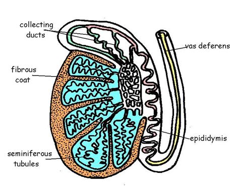 Labeled Male Reproductive System Diagram Clipart Best