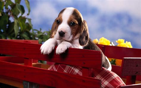 Beagle Puppy Wallpapers Hd Wallpapers Id 4986