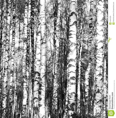 Birch Trees Black And White Stock Photo Image 40441255 Stock