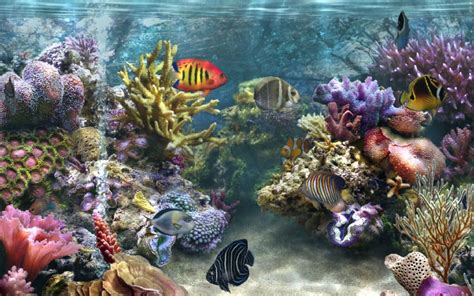 Aquarium des fonds décrans animés gratuits. fond ecran animé aquarium - Les fonds d'écran gratuit et en HD