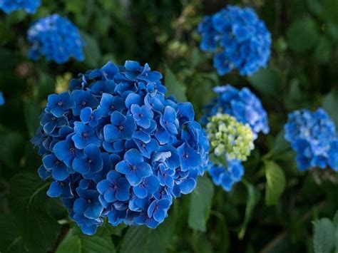Hydrangea Flower Meaning And Symbolism By Color Petal Republic