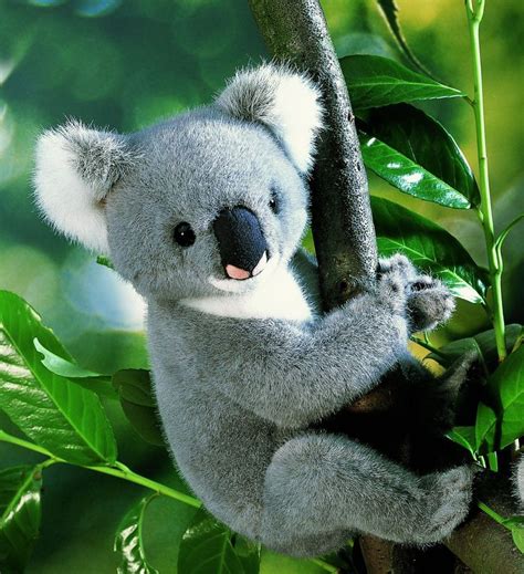 362 Best Koalas Images On Pinterest Koala Bears Koalas