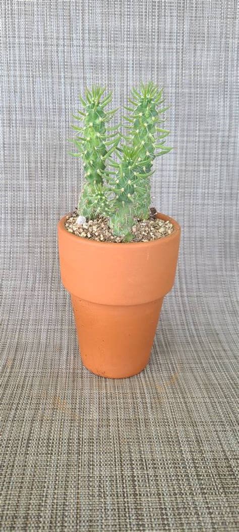 Mini Cholla Cactus Cylindropuntia 3 Pot Drought Etsy