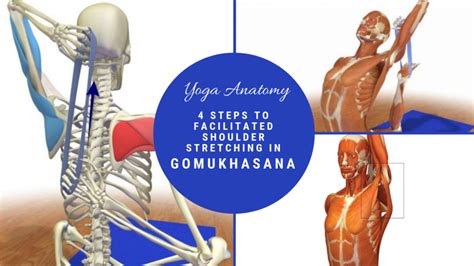 Yoga Anatomy 4 Steps To Facilitated Shoulder Stretching In Gomukhasana