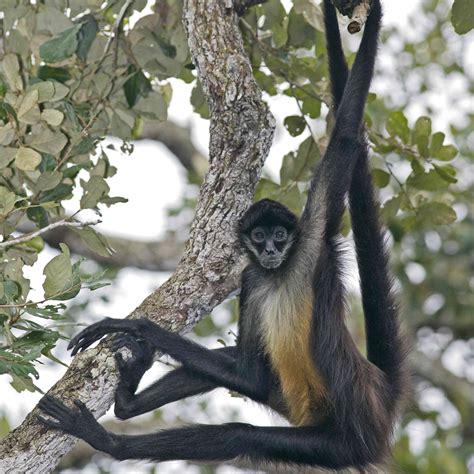 11 Things You Didnt Know About Monkeys