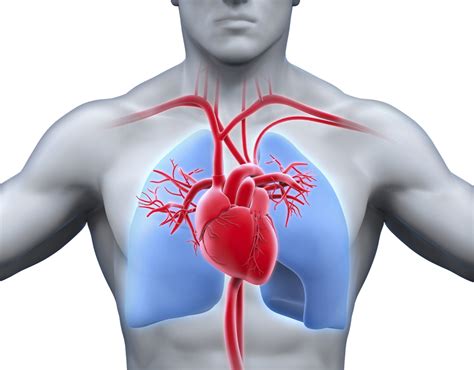 Heart And Lungs Imedicalapps