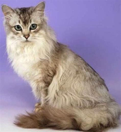 Asian Semi Longhair Cat Asian Semi Longhair Cat