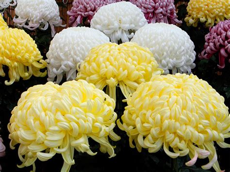 CrisÃntemo Chrysanthemum Spp Planta Tóxica 103 Plantas Tóxicas