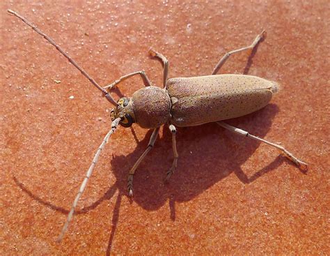 Les Insectes à Larves Xylophages