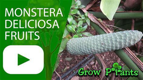 Monstera deliciosa fruits - harvest and eat - YouTube