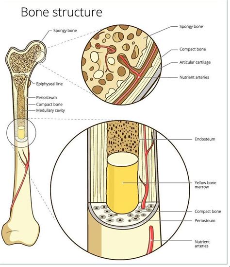 Compact Bone Diagram Spongy Bone Cancellous Bone Definition