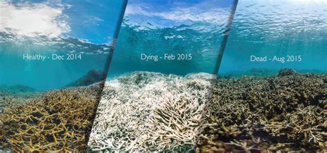 Climate Change What Impact On The Survival Of The Worlds Coral Reefs
