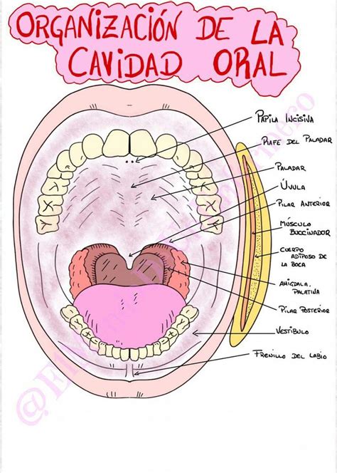 Anatomía de la cavidad oral Cavidad oral Anatomía dental Anatomía