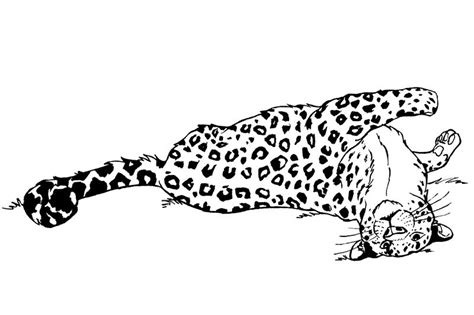 Amur Leopard Lineart By Xiphosuras On Deviantart