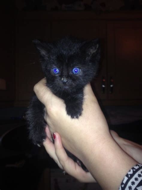 X2 Black Kittens With Blue Eyes Very Cute In Leicester
