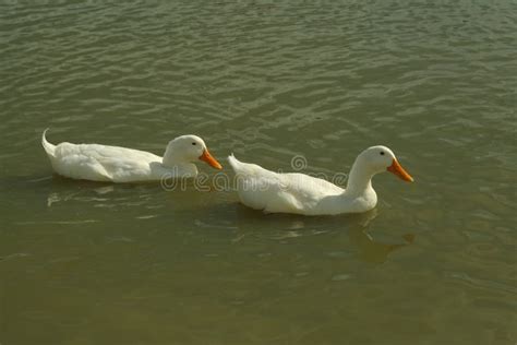 Two White Ducks Swimming On A Farm Pond Stock Image Image Of White
