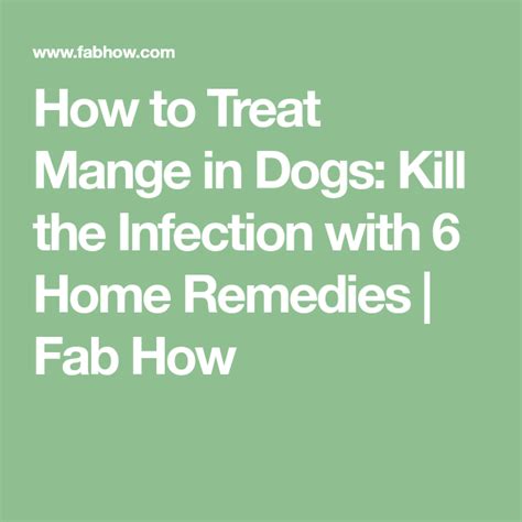 How To Treat Mange In Dogs Kill The Infection With 6 Home Remedies