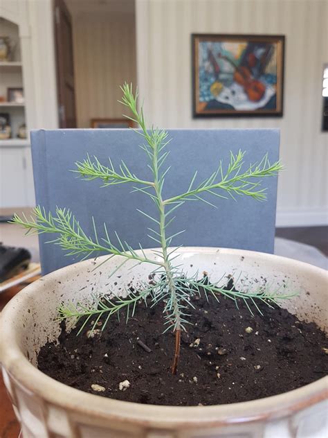 My nearly 6 month old giant sequoia tree growing in quebec ...