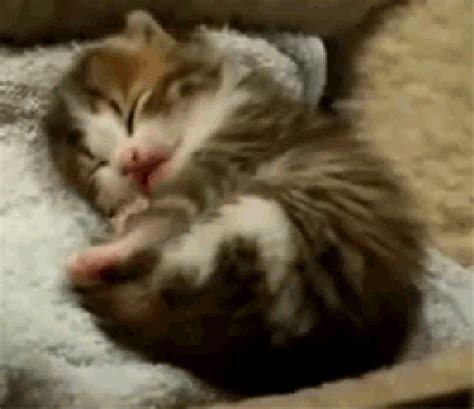 Best Cat S Of The Week 13 We Love Cats And Kittens