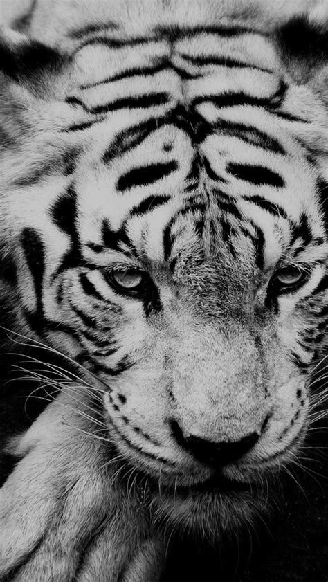 Black And White Tiger Portrait Iphone Wallpapers Free Download