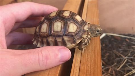 African Sulcata Tortoises Hatchlings Recoveryparade
