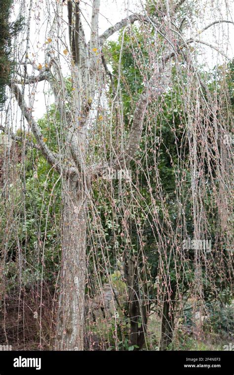 Cercidiphyllum Japonicum Pendulum Weeping Katsura Tree Close Up